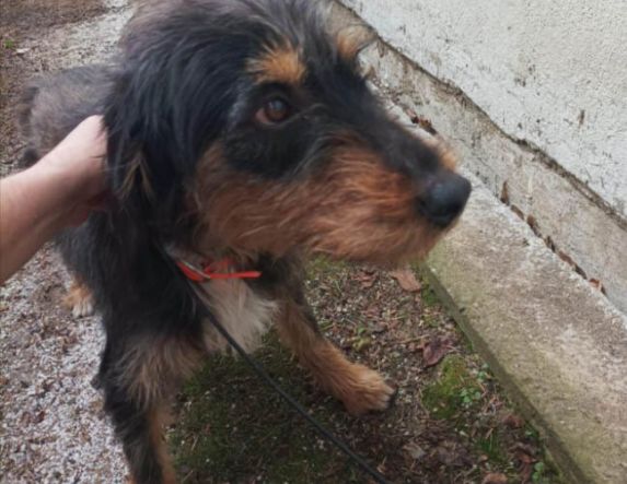 Βρέθηκε  κυνηγόσκυλο