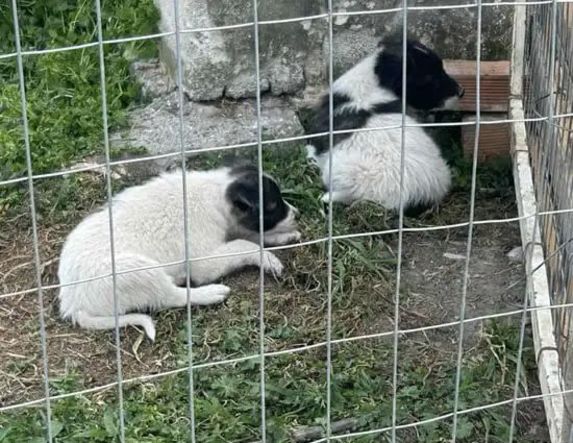 Δήμος Αλεξάνδρειας:  Μήνυση για εγκατάλειψη  νεογέννητων κουταβιών έξω από τον χώρο φύλαξης αδέσποτων ζώων  υποβλήθηκε  από τον αντιδήμαρχο Νικόλαο Γιαννάκη 