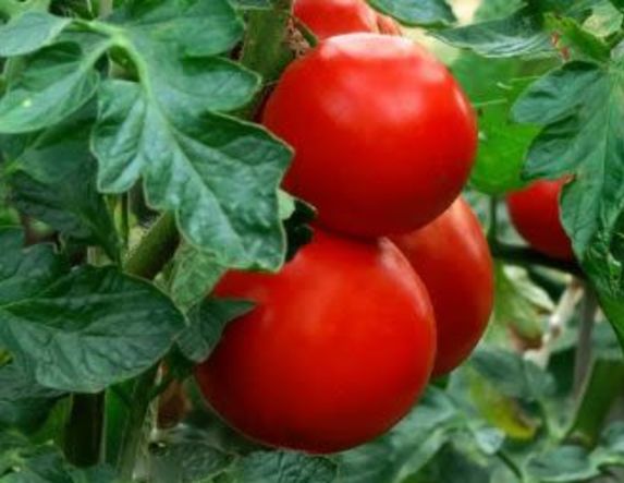 Δηλώσεις ζημίας από τον καύσωνα της 25ης Ιουλίου  στις καλλιέργειες τομάτας στον Σταυρό Ημαθίας