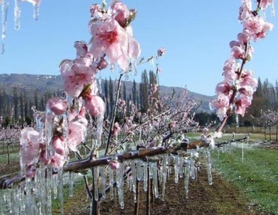 Δήμος Βέροιας: Ανησυχία για τις καλλιέργειες  από τον παγετό  των τελευταίων ημερών 