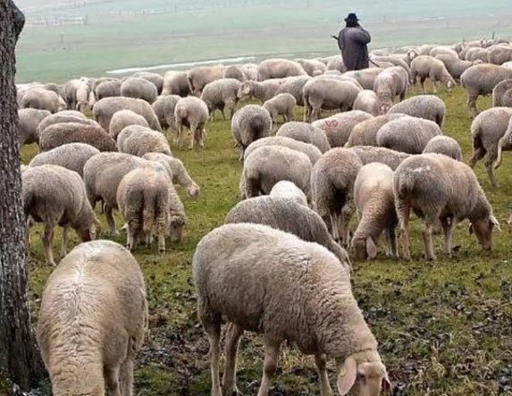 Ευλογιά προβάτων: Μέτρα βιοασφάλειας στην Ημαθία, με τα κοπάδια σε καραντίνα  -Απαγορεύεται η εξωτερική βόσκηση, το πρόστιμο ανέρχεται στα 10.500 ευρώ