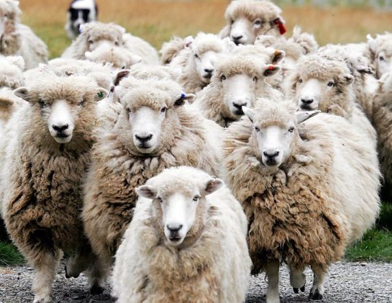 472.928 αιγοπρόβατα θανατώθηκαν ελέω ευλογιάς