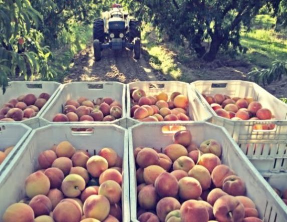 Αναγγελία ζημίας  για το αγρόκτημα Βέροιας περιοχή Μέση από χαλάζι  της 21/05/2025 σε  νεκταρίνια και δαμάσκηνα