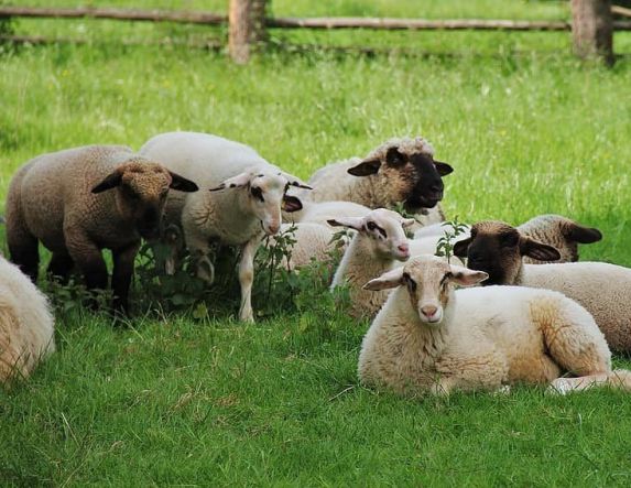 Ξεκινά η ενεργοποίηση ιδιωτών κτηνιάτρων για την αντιμετώπιση της ευλογιάς