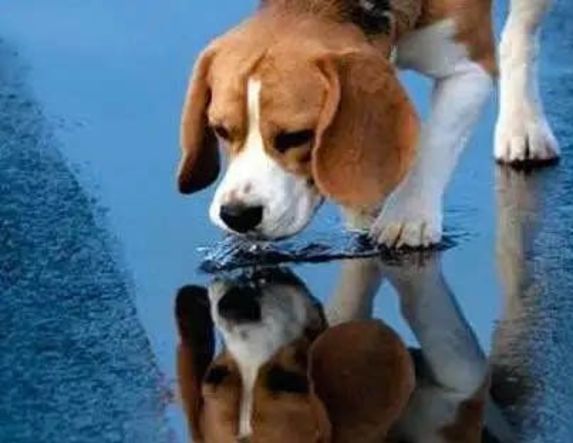 28-03 έως 03-04-2026: Δράσεις διαχείρισης αδέσποτων ζώων συντροφιάς στα όρια του Δήμου Αλεξάνδρειας 