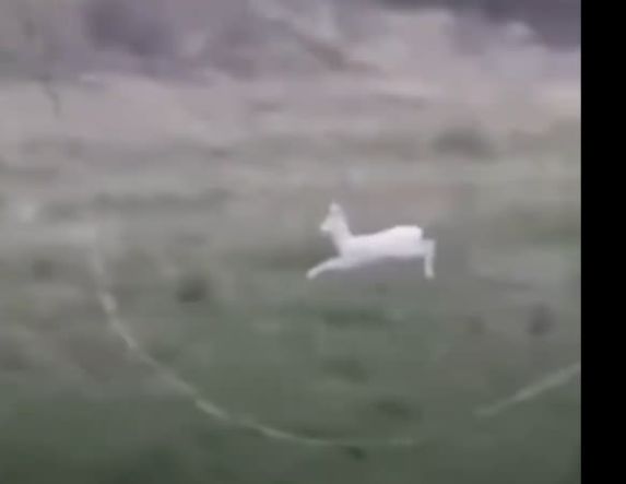 Δύο σπάνια λευκά ζαρκάδια κατέγραψε αγρότης στην Ημαθία