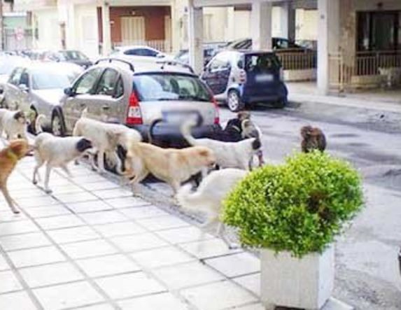 Δήμοι και πολίτες καταδικάζουν τα περιστατικά θανάτωσης σκύλων με «φόλες»