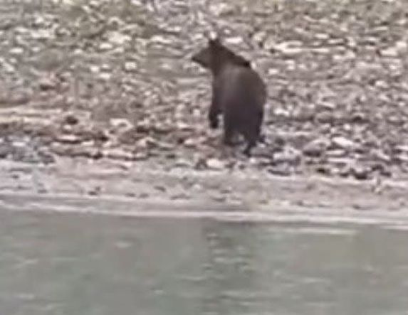 Αρκούδα διέσχισε κολυμπώντας την λίμνη Πολυφύτου!