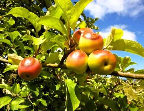 Ανακοινώθηκαν τα Πορίσματα εκτίμησης από τον καύσωνα της 25ης Ιουλίου 2025 για τις καλλιέργειες Βιομηχ. τομάτας της Δ/Κ Σταυρού