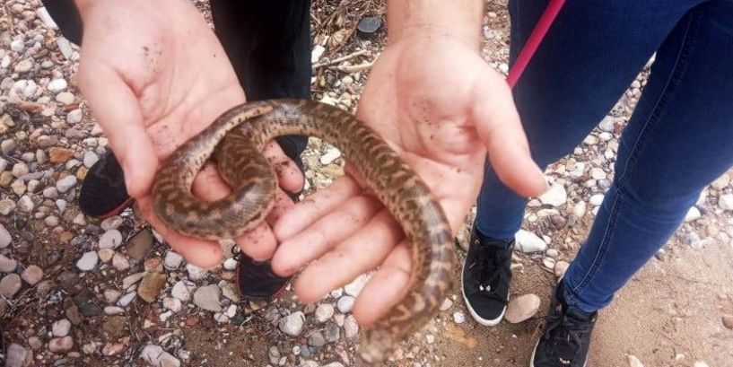 Εύβοια: Φίδια, σαύρες και χελώνες κατέληξαν στο Δήλεσι