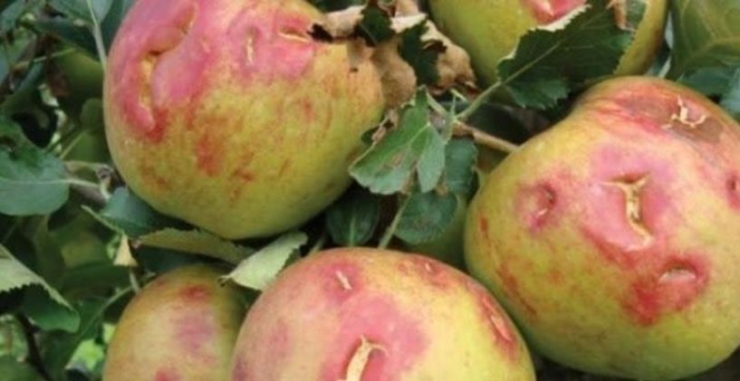 Νάουσα και Αρκοχώρι - Αναγγελία ζημίας από ανεμοθύελλα στα μήλα