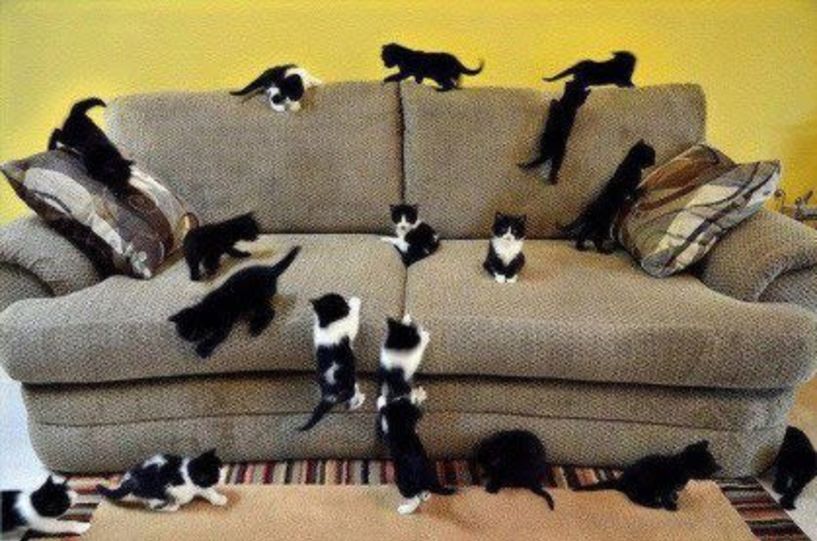 Άνδρας ζούσε με 110 γάτες σε διαμέρισμα στην Ισπανία