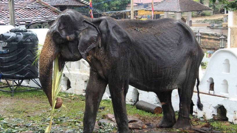 «Τέλος στο μαρτύριο»: Πέθανε ο αποστεωμένος ελέφαντας που είχε προκαλέσει παγκόσμια αίσθηση