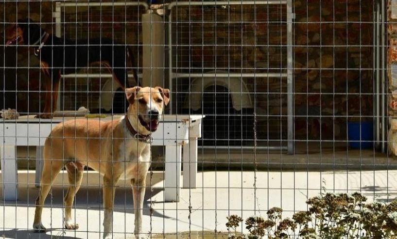 593.333,00€ για συντήρηση και ανέγερση νέων κλοβών φιλοξενίας ζώων συντροφιάς του Δήμου Βέροιας