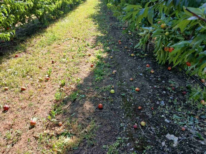 Αναγγελία ζημιών σε καλλιέργειες από την ανεμοθύελλα 13/06/2024 για Βέροια, Λαζοχώρι, Ταγαροχώρι, Μέση
