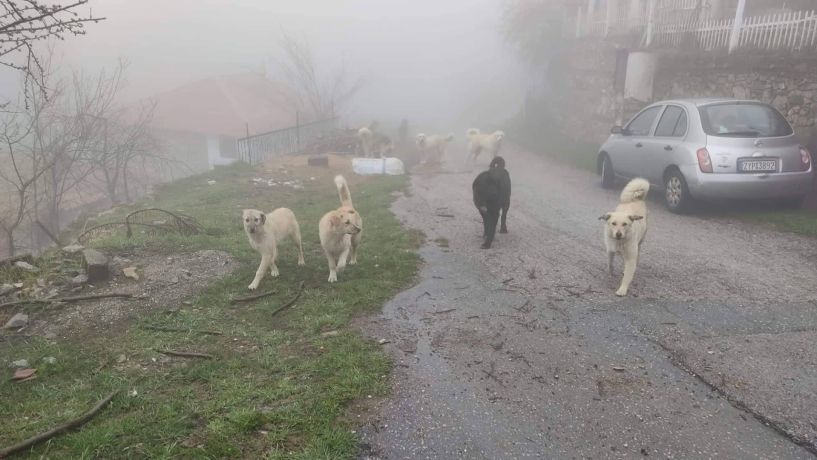 Σε απόγνωση οι κάτοικοι του Σελίου λόγω αδέσποτων!!!