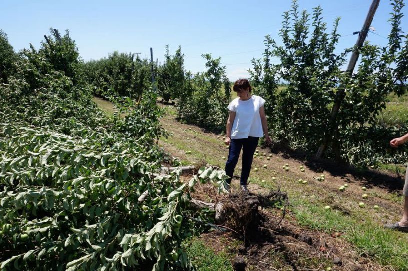 Επαφές της Φρόσως Καρασαρλίδου με ΕΛΓΑ και αγρότες για τις καταστροφές από τη θεομηνία - Άμεση στελέχωση του τοπικού ΕΛΓΑ με επιπλέον γεωπόνους