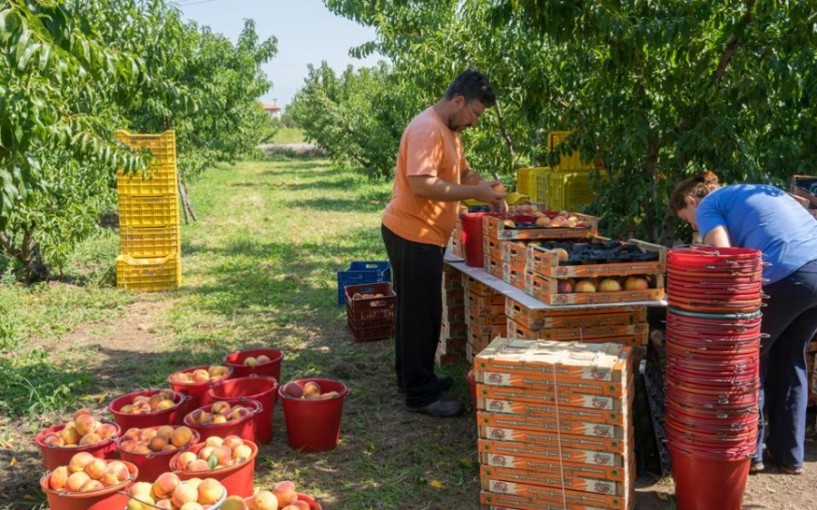 Αυξημένες συνεχίζουν οι εξαγωγές ροδάκινων, νεκταρινιών και βερίκοκων