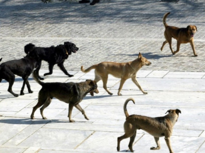 Η αγέλη των Αγ. Αναργύρων  επέστρεψε με επίθεση σε μητέρα με παιδί 