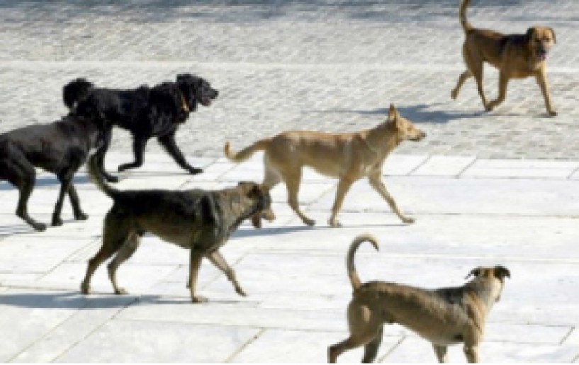 Ο Δήμος Βέροιας  ενημερώνει τους πολίτες για την περισυλλογή  των αδέσποτων ζώων