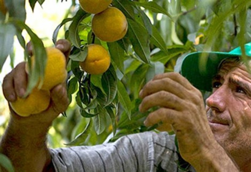 Στα 30 λεπτά η τιμή του συμπύρηνου. Ανεβαίνει στα 33 λεπτά τον Αύγουστο;