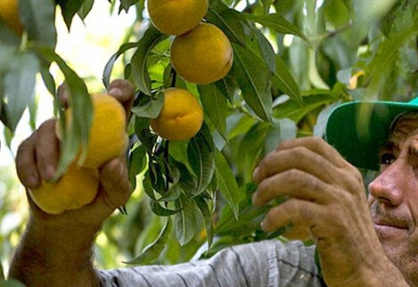 Σε εφαρμογή το μητρώο οργανώσεων παραγωγών