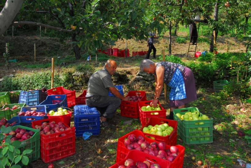 Πρώιμη και αυξημένη η φετινή παραγωγή μήλων