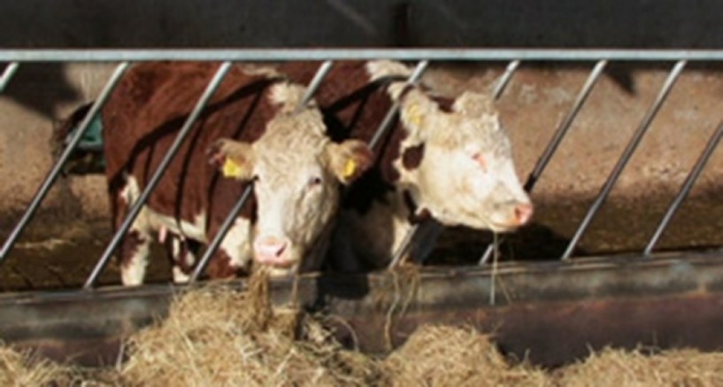 Κλοπή 27 ζώων με οζώδη δερματίτιδα στο Πλατύ. Ανησυχία στον κτηνοτροφικό κόσμο
