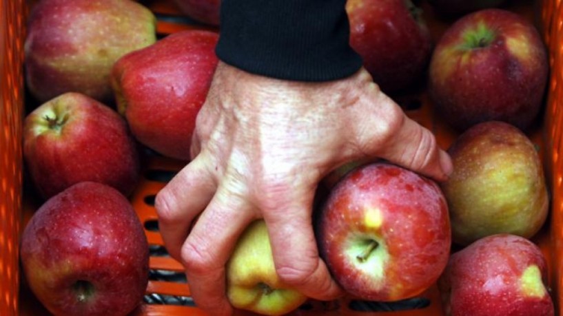 Αύξηση παραγωγής μήλων… ελέω καιρού
