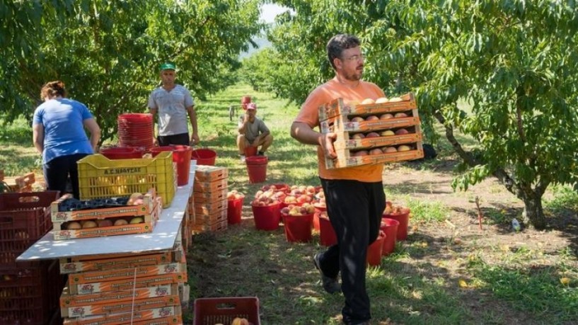 Αυξημένες οι εξαγωγές ροδάκινων, αλλά όχι όσο για να καλύψουν την αύξηση της φορολογίας