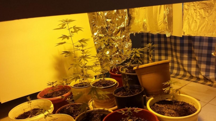 Συνελήφθη 28χρονος στη Βέροια για καλλιέργεια 17 δενδρυλλίων κάνναβης