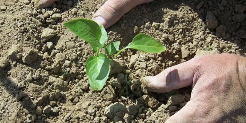 Συμφωνία συνεργασίας υπέγραψαν Agro Q και Anadiag Hellas