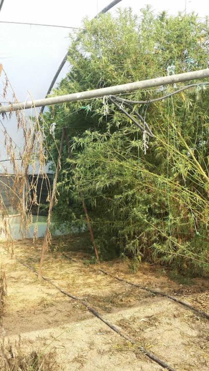 Δενδρύλλια κάνναβης 4 μέτρων καλλιεργούσε σε θερμοκήπιο 51χρονος στην Ημαθία. Συλλήψεις για διάρρηξη κομμωτηρίου και αυτοκινήτου στη Βέροια