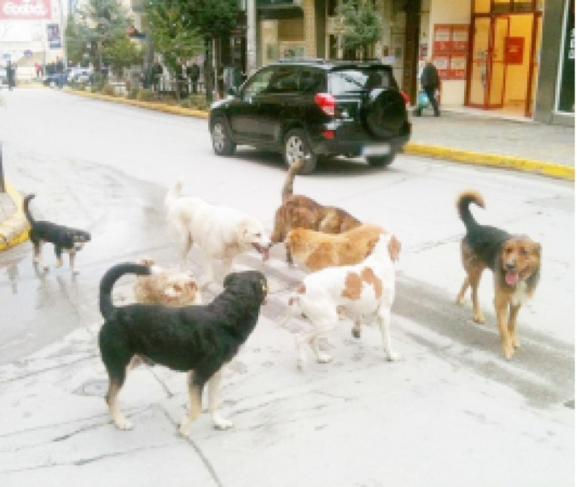 Αγέλες και πάλι τα αδέσποτα στη Βέροια