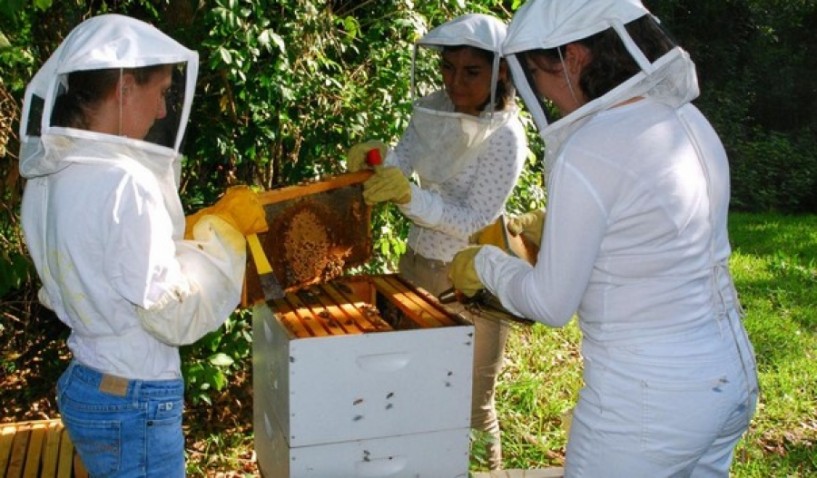 Καταμέτρηση κυψελών από τους μελισσοκόμους