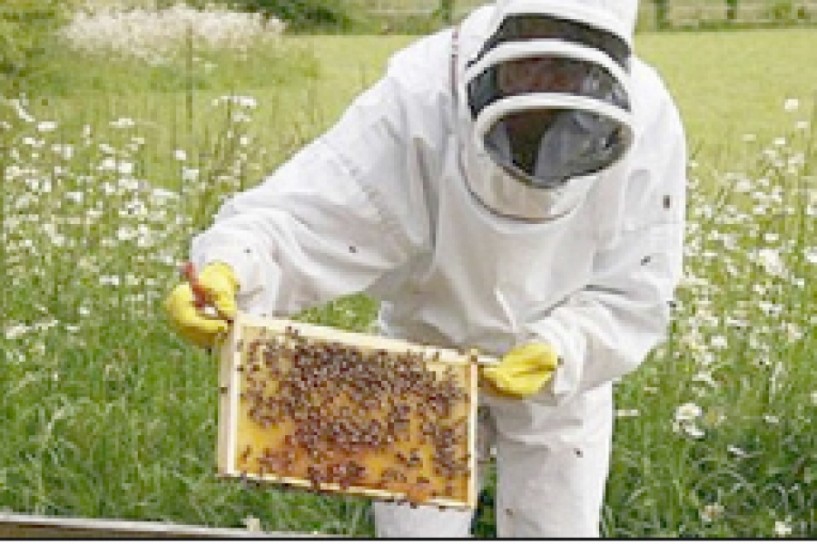 Καταγραφή   κυψελών για ένταξη   μελισσοκόμων σε   πρόγραμμα ενίσχυσης  Αιτήσεις στην Δ/νση Γεωργίας   της Π.Ε. Ημαθίας