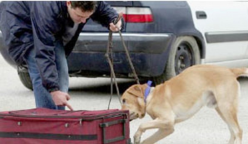 Ειδικά εκπαιδευμένοι σκύλοι  θα ανιχνεύουν παράνομα  χαρτονομίσματα στα τελωνεία