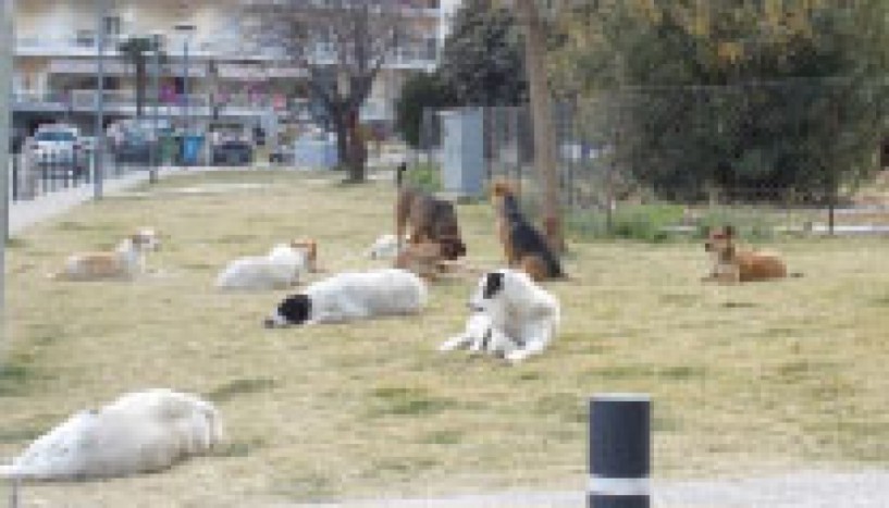 Περισυλλέχθηκαν τα επικίνδυνα σκυλιά από την περιοχή του πάρκου Αγίων Αναργύρων  - Από συνεργείο περισυλλογής του Δήμου Βέροιας