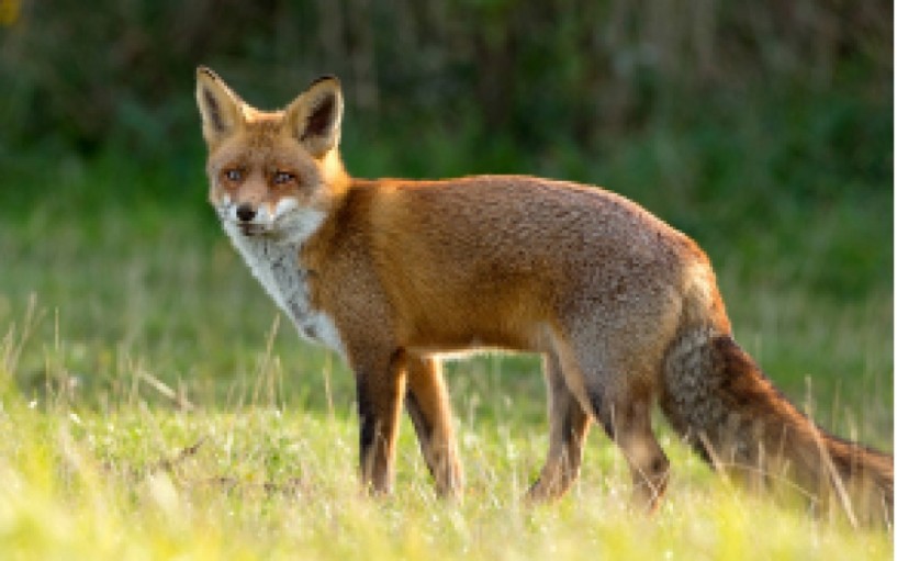 Συνεχίζονται οι εναέριες ρίψεις εμβολιασμού των κόκκινων  αλεπούδων στην Ημαθία
