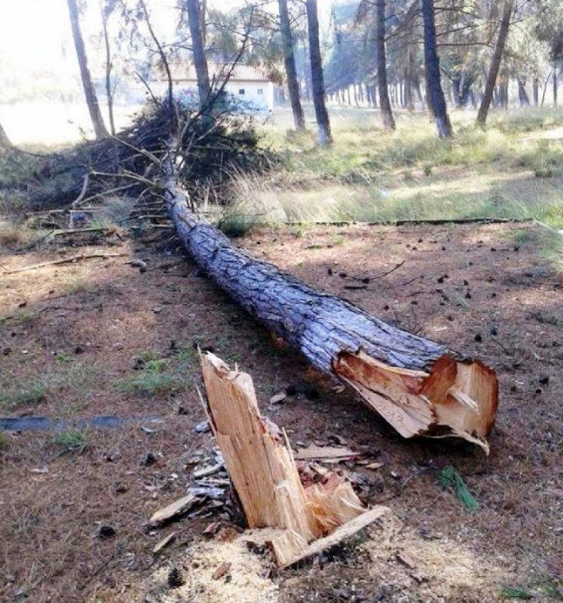 Έκοψαν πεύκα στο φράγμα Αλιάκμονα!