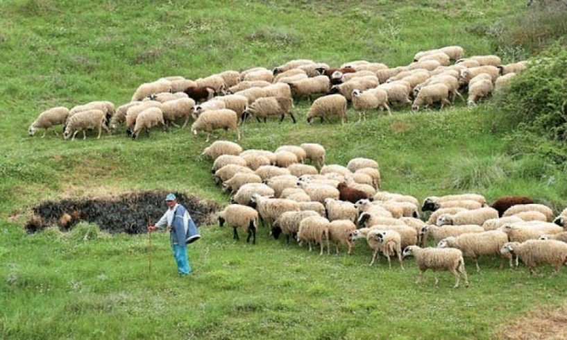 To Τμήμα Κτηνιατρικής Π.Ε. Ημαθίας ενημερώνει τους κτηνοτρόφους για τον καταρροϊκό πυρετό στα πρόβατα