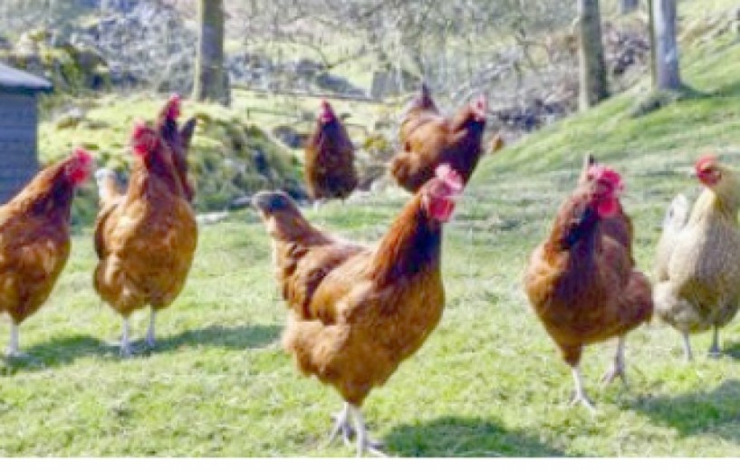 Εστίες της γρίπης των πτηνών στην Ελλάδα - Επείγουσα ενημέρωση πτηνοτρόφων και κατόχων οικόσιτων πουλερικών