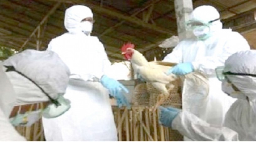 Τμήμα Κτηνιατρικής Π.Ε. Ημαθίας -  Ανακοίνωση για την γρίπη των πτηνών