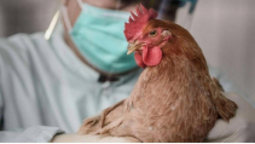 ΔΗΜΟΣ ΑΛΕΞΑΝΔΡΕΙΑΣ - Απαραίτητη η λήψη  προληπτικών μέτρων για την γρίπη των πτηνών