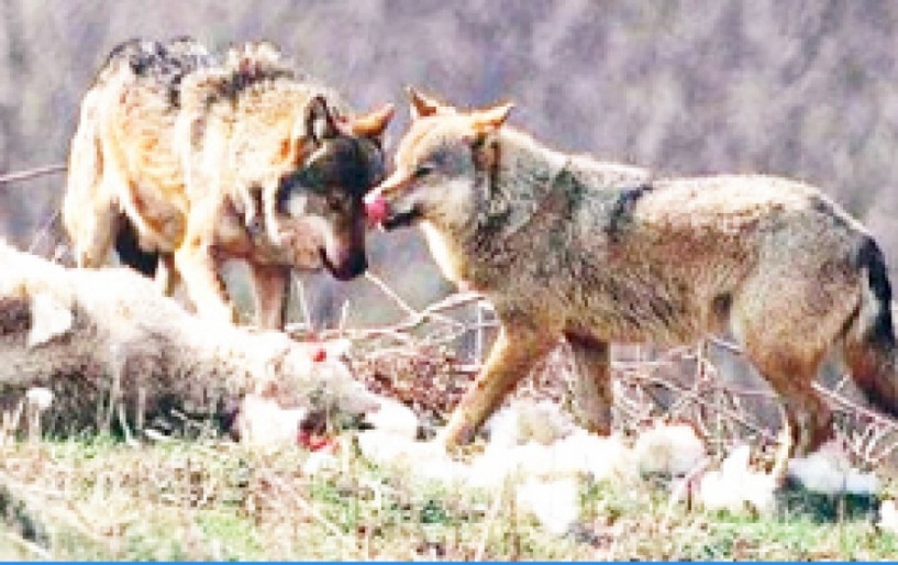 Κοπάδια λύκων ορμάνε στα πρόβατα σε Πιέρια και Βέρμιο