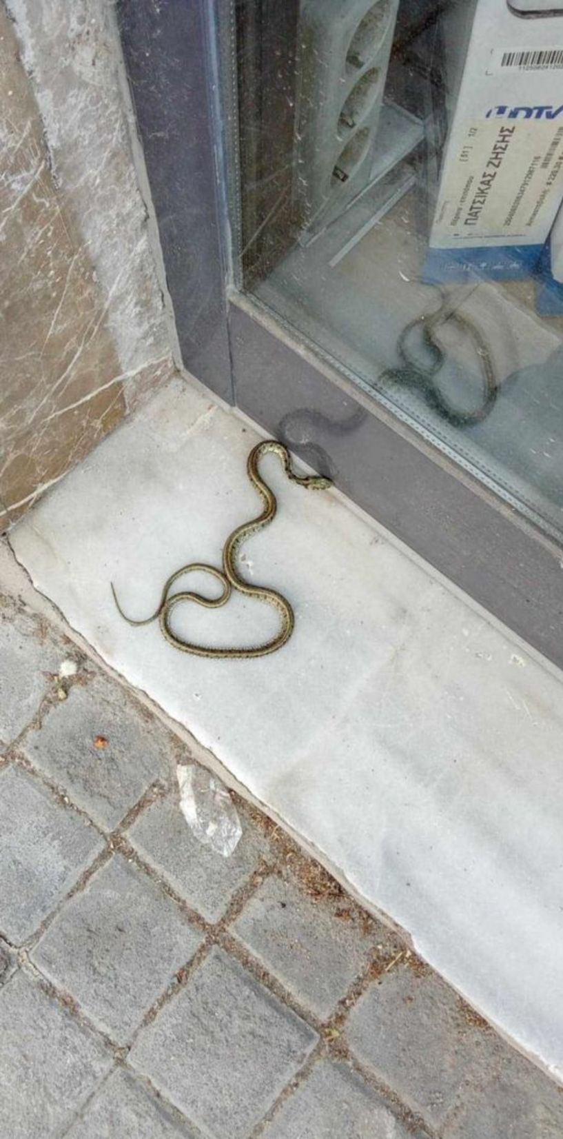 Μας έζωσαν φίδια στον ΛΑΟ! (ΒΙΝΤΕΟ)