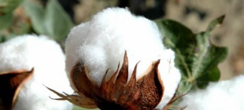 Πέντε προτάσεις της Διεπαγγελματικής Οργάνωσης Βάμβακος προς τους βαμβακοπαραγωγούς ενόψει της επερχόμενης περιόδου σποράς βαμβακιού 