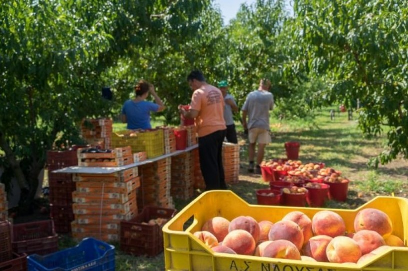 Πληρώνει ο Αγροτικός Συνεταιρισμός Νάουσας. 1,5 εκατ. ευρώ στους παραγωγούς