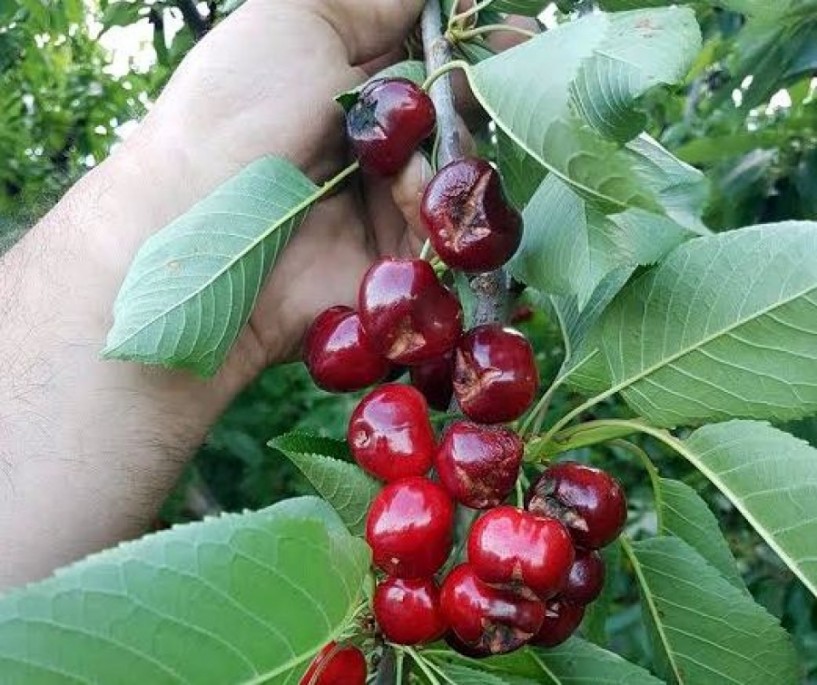 Μεγάλη η ζημιά στα κεράσια του Γιαννακοχωρίου από τη βροχόπτωση