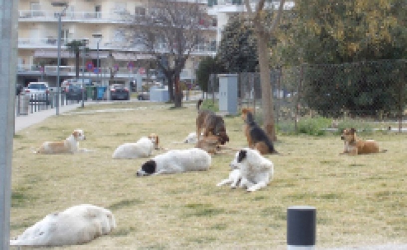 Ολοκληρώθηκε στο Δημοτικό   κυνοκομείο Βέροιας, το πρόγραμμα μαζικών στειρώσεων αδέσποτων ζώων